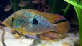 Geophagus Brasiliensis66f1a547c9e36