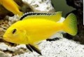 Labidochromis Caeruleus Yellow66f1aa123851d