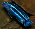 Melanochromis Johanni66f1adf7ccb01